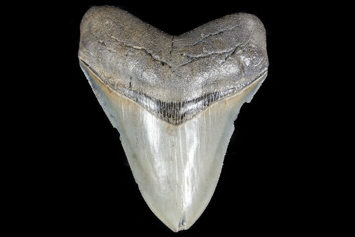 Serrated, Fossil Megalodon Tooth - Georgia #78645